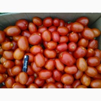 Продам помідори сливка