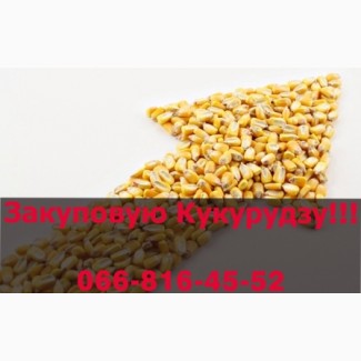 Пропоную найвищі ціни на кукурудзу врожаю 2023 року