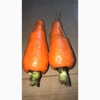Продаж моркви 2 сорт