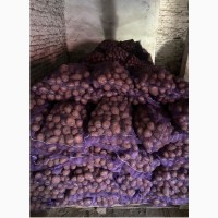 Продам насіннєву картоплю 1-ї репродукції від виробника ФГ «Бородюк»