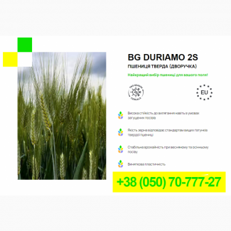 Сорт БГ Дуріамо 2С - Пшениця тверда (дворучка)
