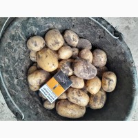 Продаємо молоду картоплю