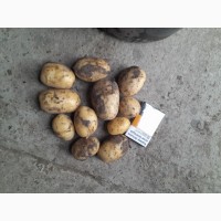 Продаємо молоду картоплю