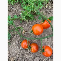 Продаємо томат, об#039;єм 10-15 тонн