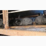Кролики Полтавської срібної та Каліфорнійської порід