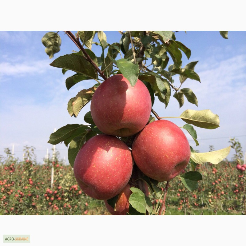 Фото 2. Продам сортовые яблоки урожая 2015 г