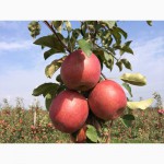 Продам сортовые яблоки урожая 2015 г