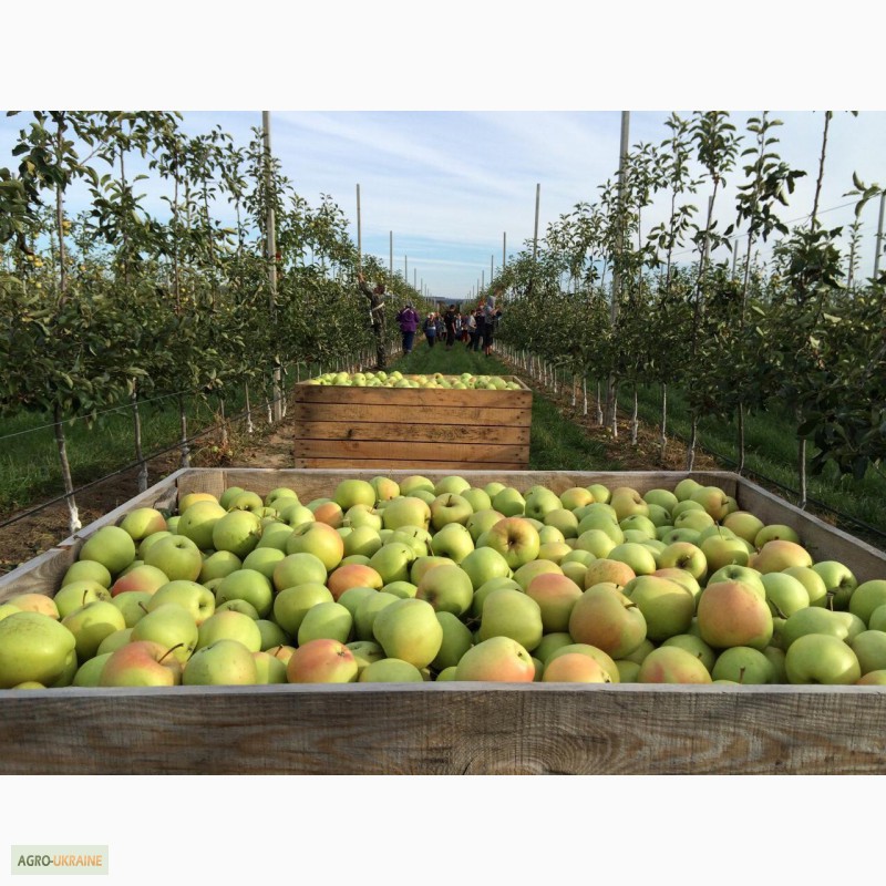 Фото 8. Продам сортовые яблоки урожая 2015 г