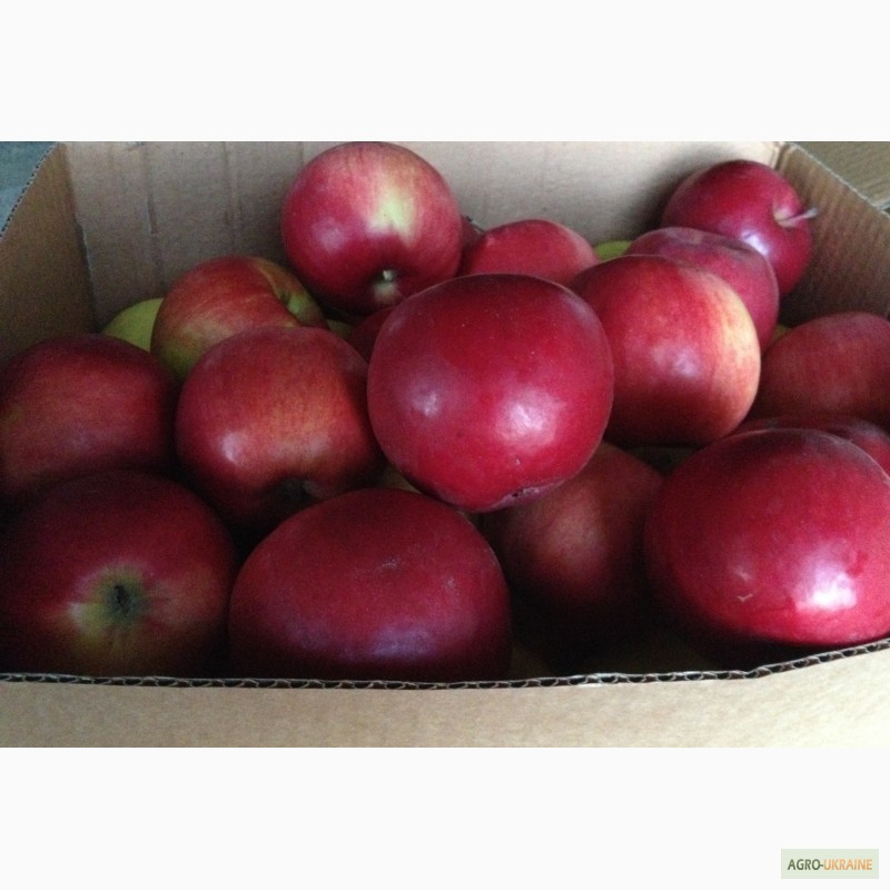 Фото 9. Продам сортовые яблоки урожая 2015 г