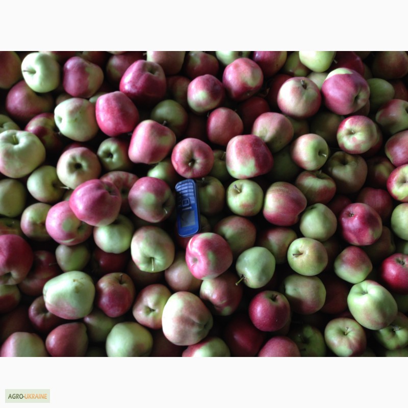 Фото 10. Продам сортовые яблоки урожая 2015 г