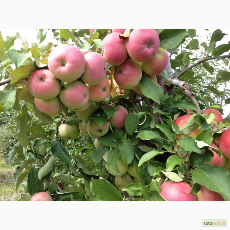 Фото 3. Продам сортовые яблоки урожая 2015 г