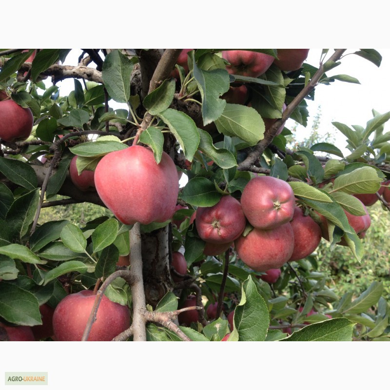 Фото 4. Продам сортовые яблоки урожая 2015 г