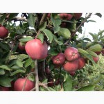 Продам сортовые яблоки урожая 2015 г
