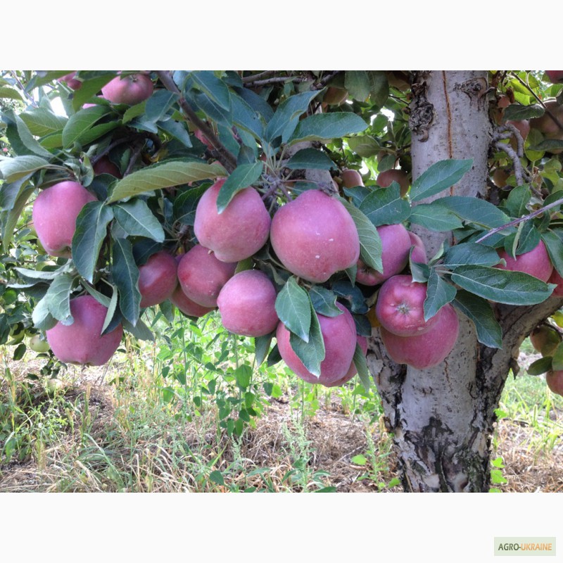 Фото 5. Продам сортовые яблоки урожая 2015 г