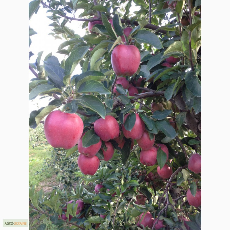 Фото 6. Продам сортовые яблоки урожая 2015 г