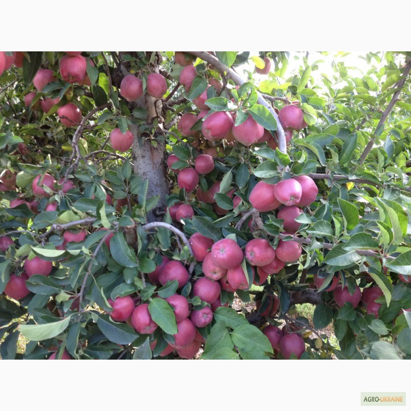 Фото 7. Продам сортовые яблоки урожая 2015 г