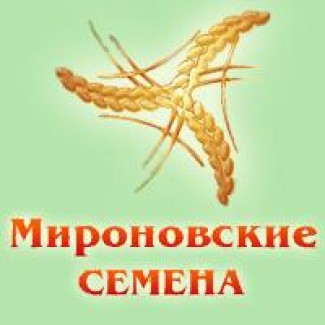 Семена гречихи сорт Украинка - элита / 1 репродукция