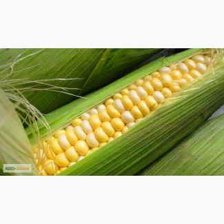 Продам семена кукурузы Лимагрейн ЛГ 3350, ЛГ 30315, Джоді, Адевей