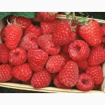 Саженцы малины Туламин (Tulameen Raspberry)