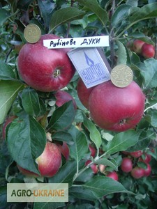 Фото 5. Саженцы яблони оптом