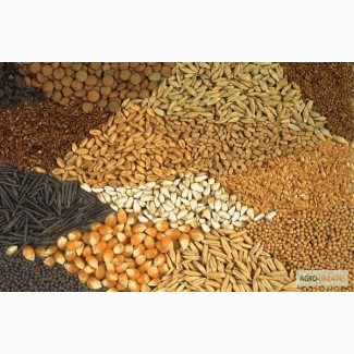 Купим зерновые культуры (Украина)