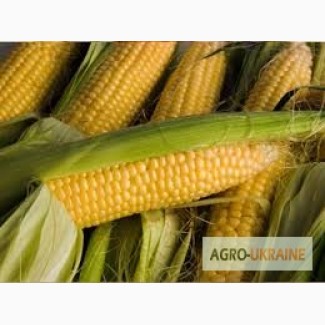 Продам Купить семена кукурузы Полтава ФАО 270