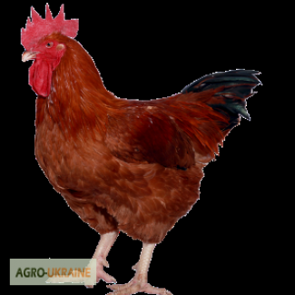 Суточные цыплята Фармколор ( аналог Авиколор) мясо-яичные