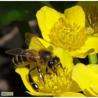 Продам пчелы