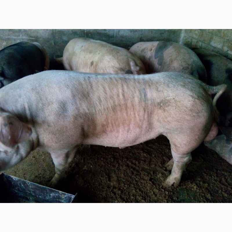 Порода свиней йоркшир фото