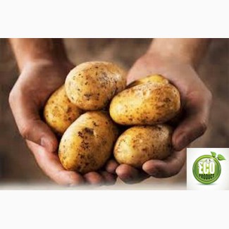 Продам экологически чистый картофель