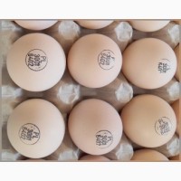 Яйця інкубаційні РОСС 308 з Польщі