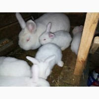 Продам кроликов калифорнийских и НЗБ