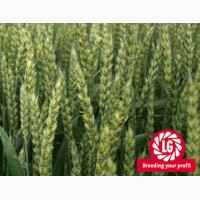Озимая пшеница Колониа (Франция)