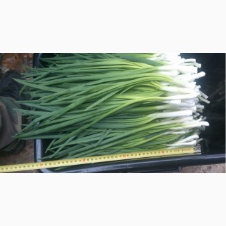 Продам зеленый лук