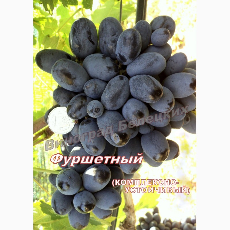 Фото 3. Питомник привитых саженцев лучших сортов винограда