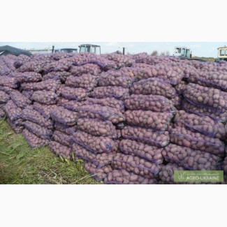 Закупаем картофель Черниговская область