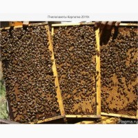 Пчелопакеты украинской степной породы