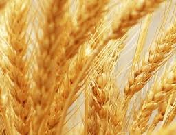 Фото 5. Куплю пшеницю оптом