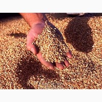 Предприятие закупает пшеницу на хороших условиях