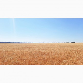 Озима пшениця Житниця одеська еліта