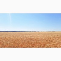 Озима пшениця Житниця одеська еліта