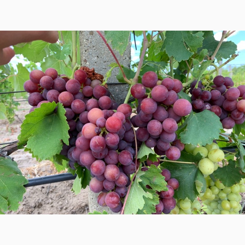 Фото 7. Продам столовый виноград оптом