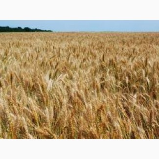 Продам насіння озимої пшениці Галліо (Probstdorfer Saatzucht, Австрія)