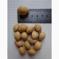 Семена Гинкго двулопастный (Ginkgo biloba) 10шт. - 25грн