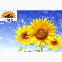 Науково-виробнича фірма «ГРАН» пропонує насіння соняшнику Нео