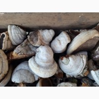 Продам гриб трутовик березовий