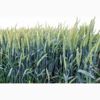 Місія одеська/сорт озимої пшениці