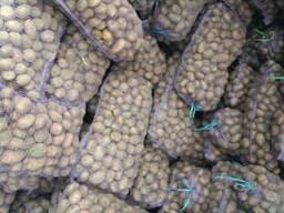 Картопля товарна від українського виробника