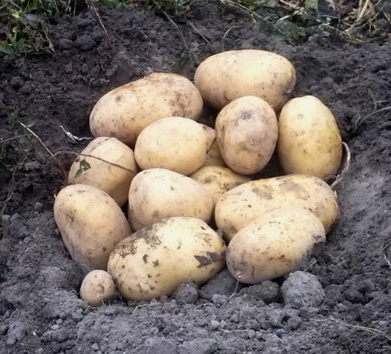 Фото 3. Картопля товарна від українського виробника