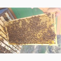 Куплю бджолосімї на рутівську рамку230